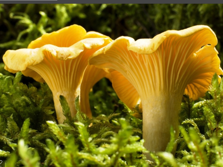 Cantharellus cibariusFr.png