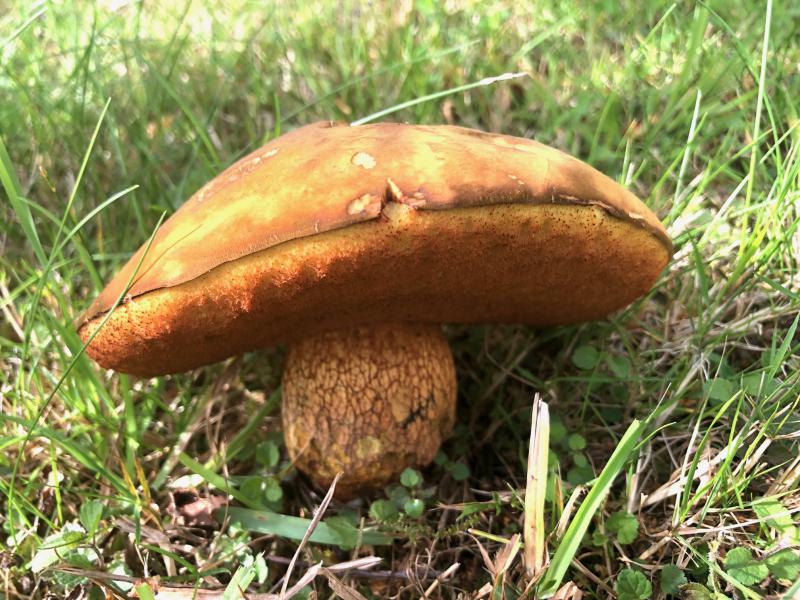 Suillellus luridus.jpg