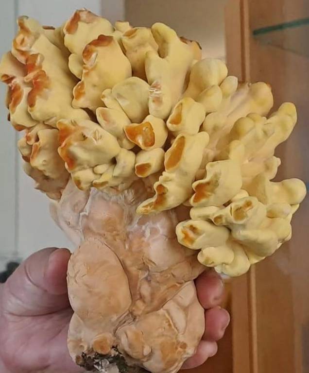 champignon-redim768.jpg