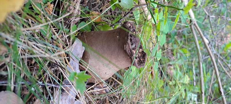 Calvacia crucibulum.jpg