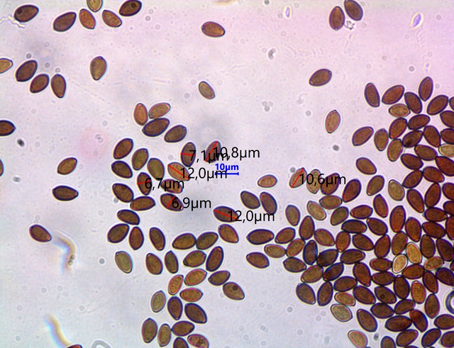 Paneolus ater spores.jpg