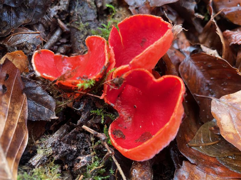 Sarcoscypha austriaca_MDB.JPG
