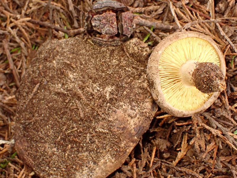 Calocybe Hypoxantha_MDB.JPG
