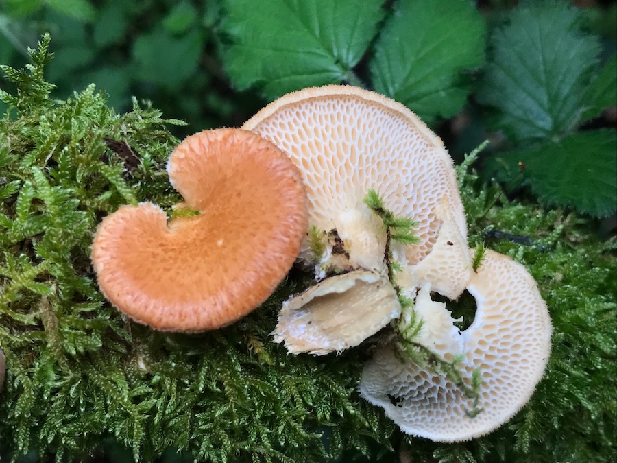 Neofavolus alveolaris.jpeg