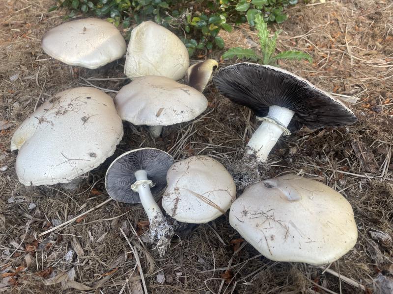 MDB_Stropharia.JPG