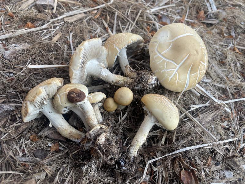 MDB_Agrocybe.JPG