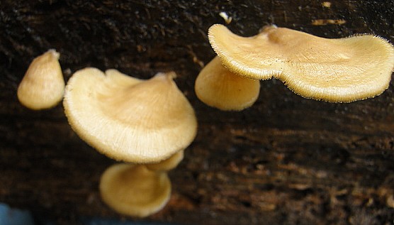 polypore2.JPG