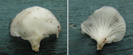 Champignon blanc.jpg