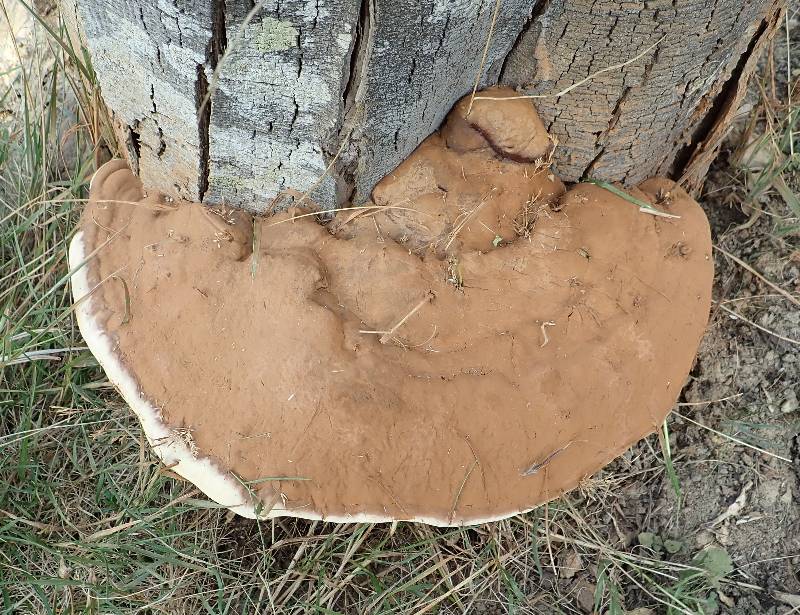Polypore Mimosa (1)-redim800.JPG