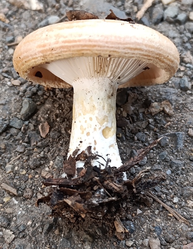 zonarius-f-scrobipes.jpg