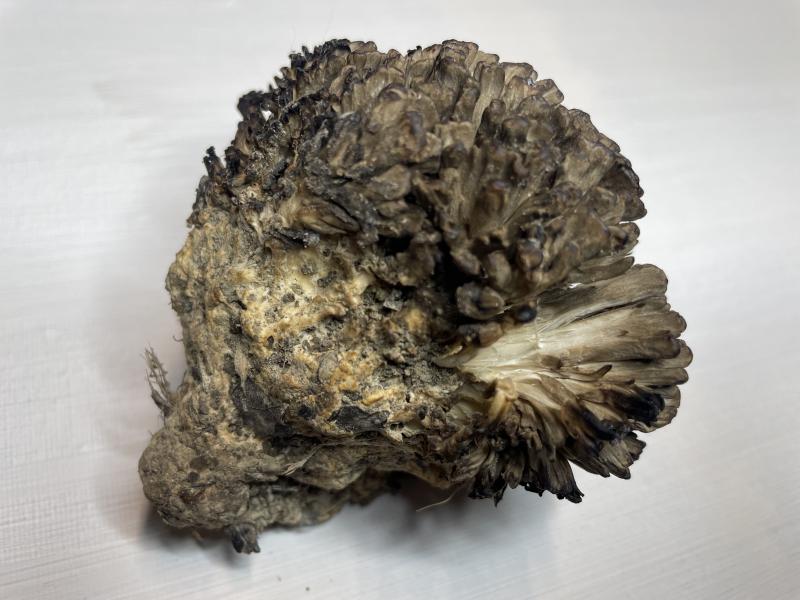 MdB_Polypore (2).JPG