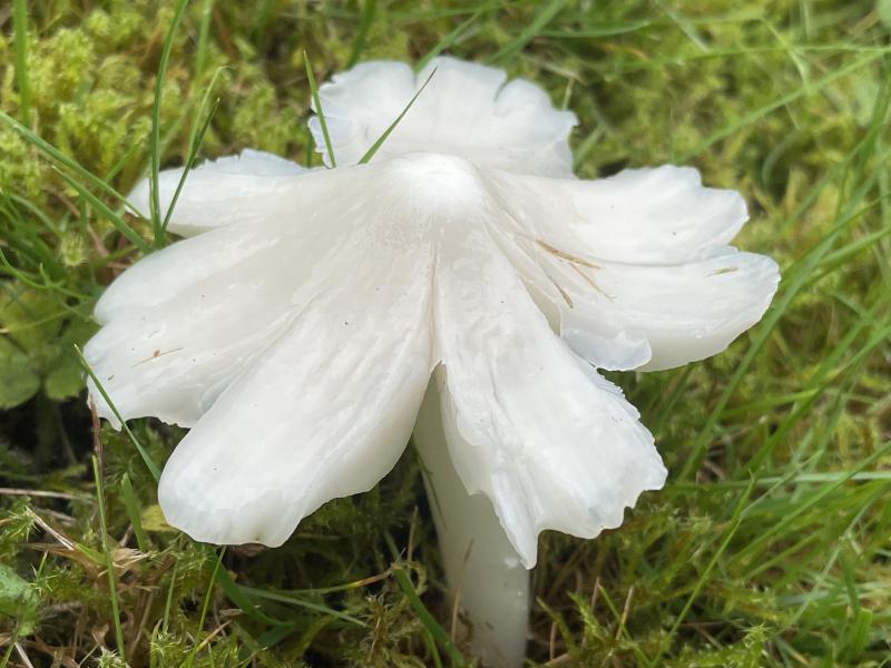 MDB_Porpolomopsis f. nivea.JPG