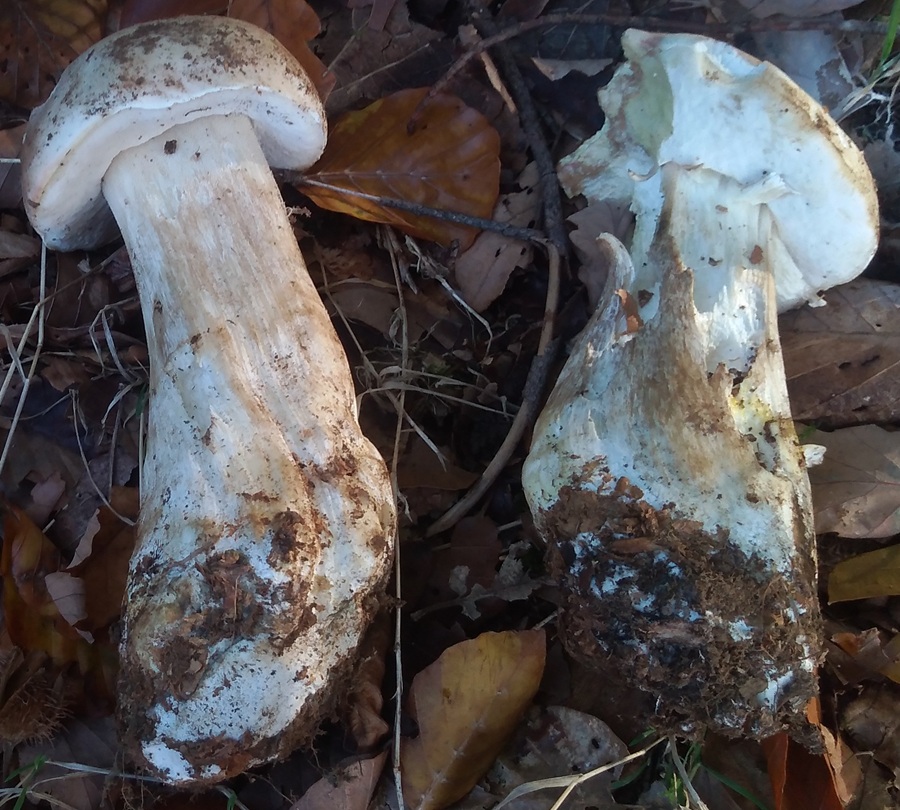 boletus.jpg