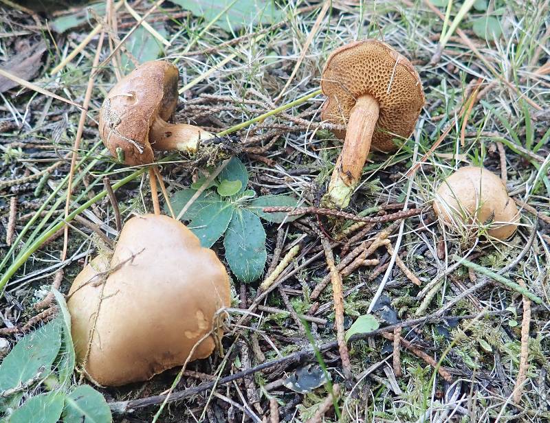 PB020192 (1)-redim800.JPG