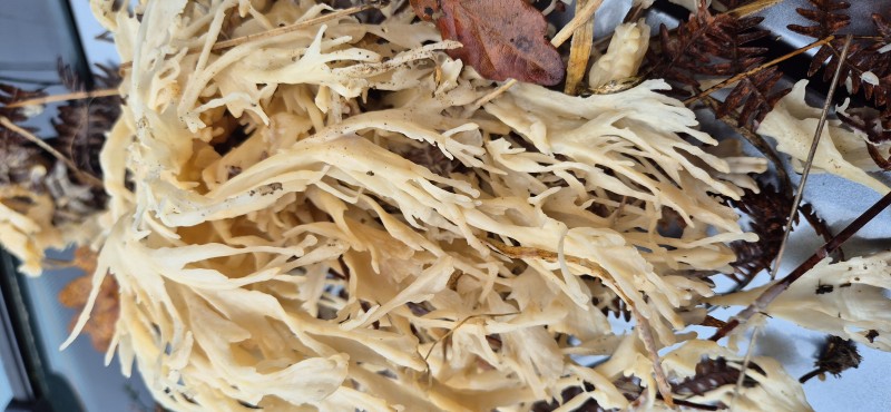 Longuenée 2025-11-17 (7).jpg