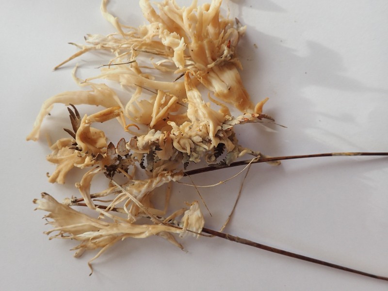 Sparassis Longuenée 18 11 25.JPG