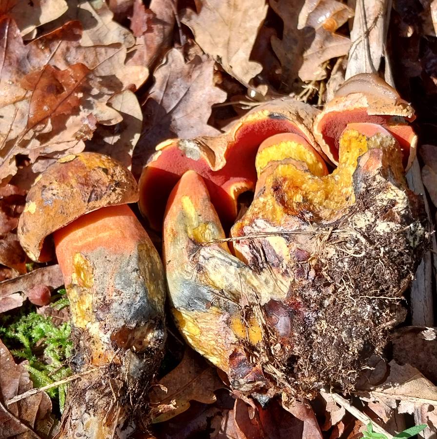 Boletus erythropus-redim900.jpg