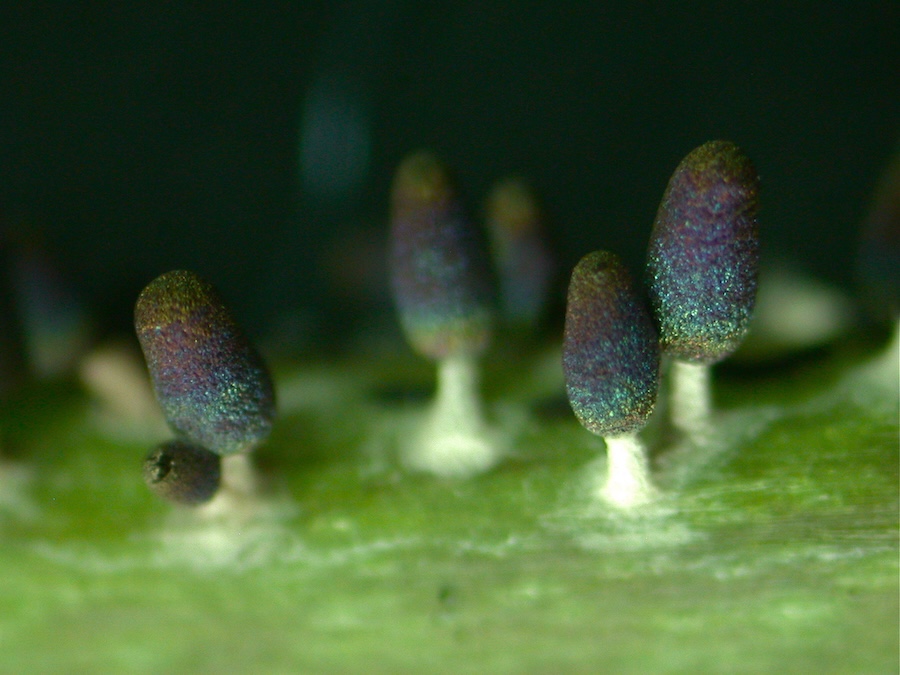 Diachea leucopodia.JPG