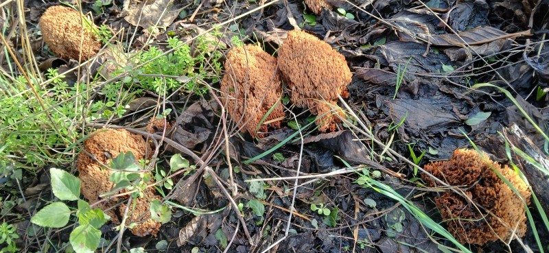 Ramaria codensata 23 1 2026.jpg