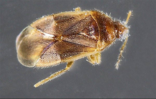 Anthocoridae - Cardiastethus fasciiventris - 02-03-2026.JPG