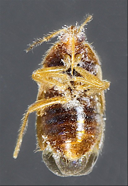 Anthocoridae - Cardiastethus fasciiventris 1 - 02-03-2026.JPG