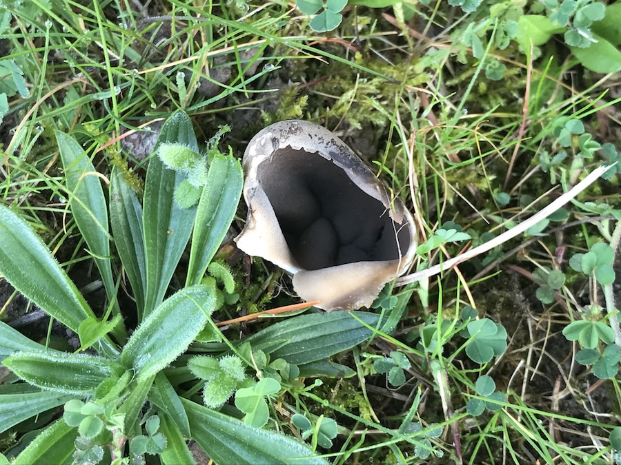 Helvella leucomaelena  .jpg