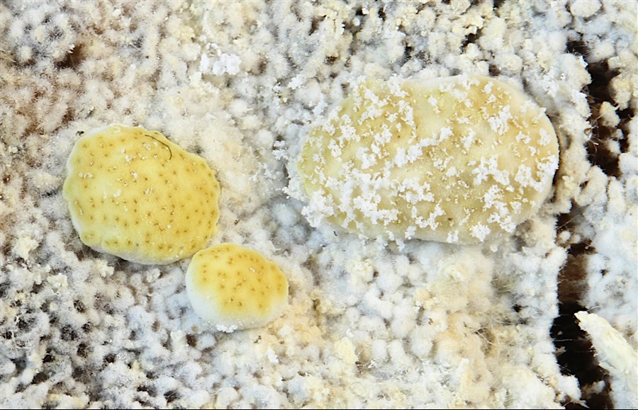 2026-03-16-15.37.28 ZS PMax.jpg