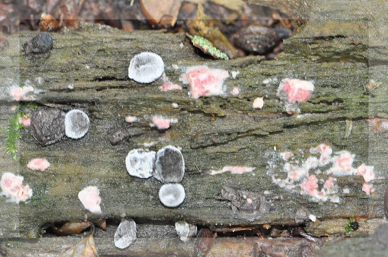 Lycogala epidendrum  3.jpg