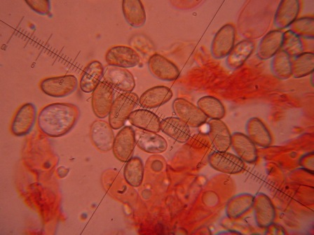 spores.JPG
