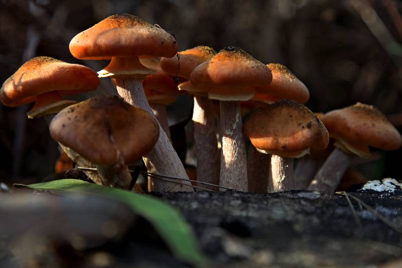 Armillaria mellea.JPG