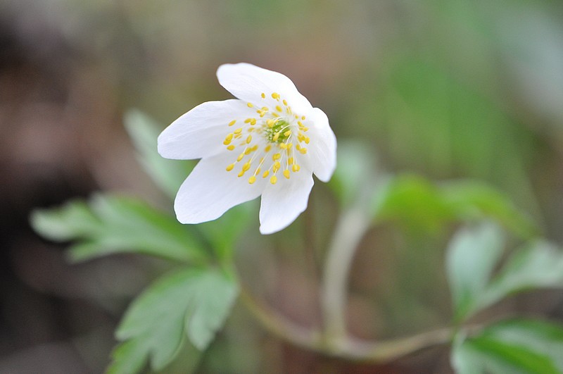 Anemone nemorosa 1.jpg