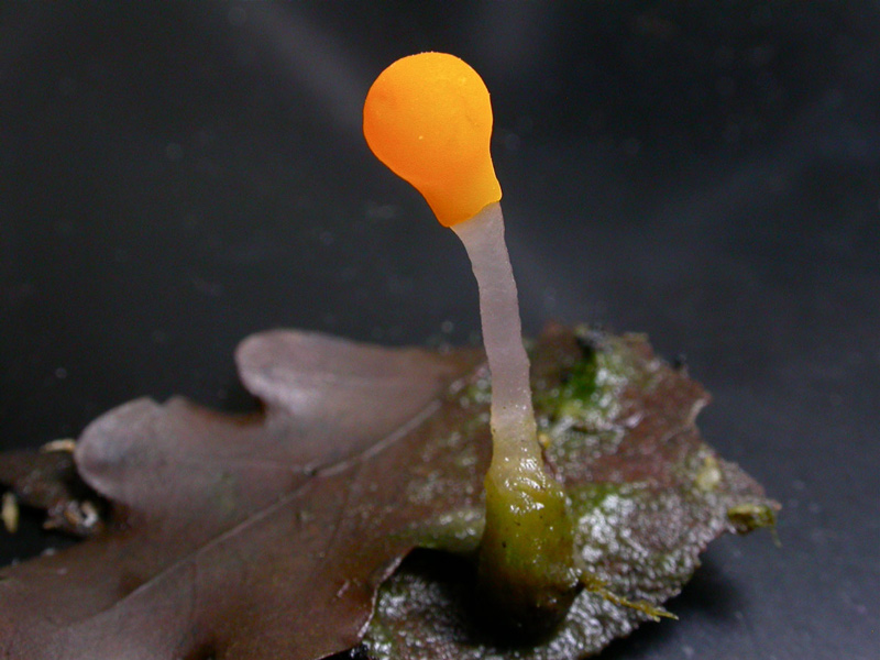 Mitrula-paludosa.jpg