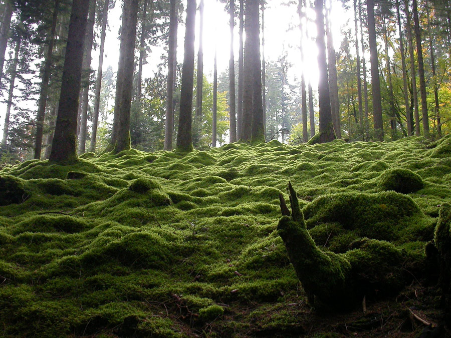 Morvan-du-haut.jpg