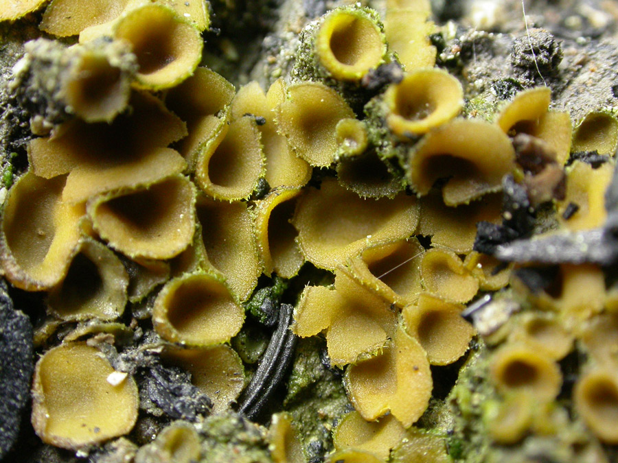 Tricharina-gilva1.jpg