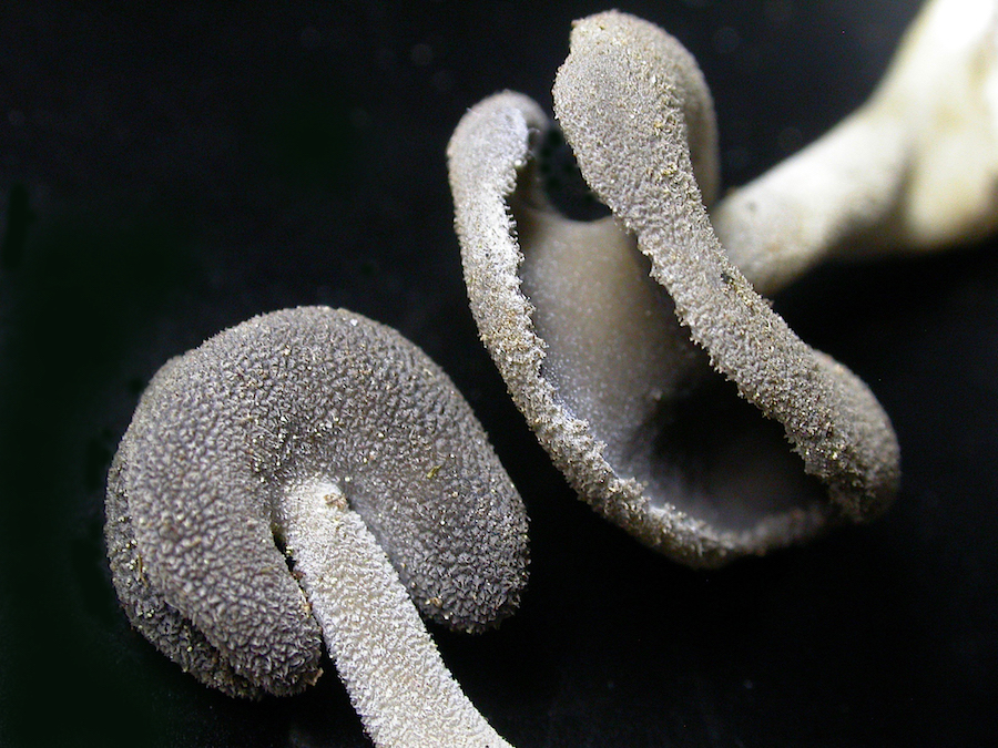 H ephipium.jpg