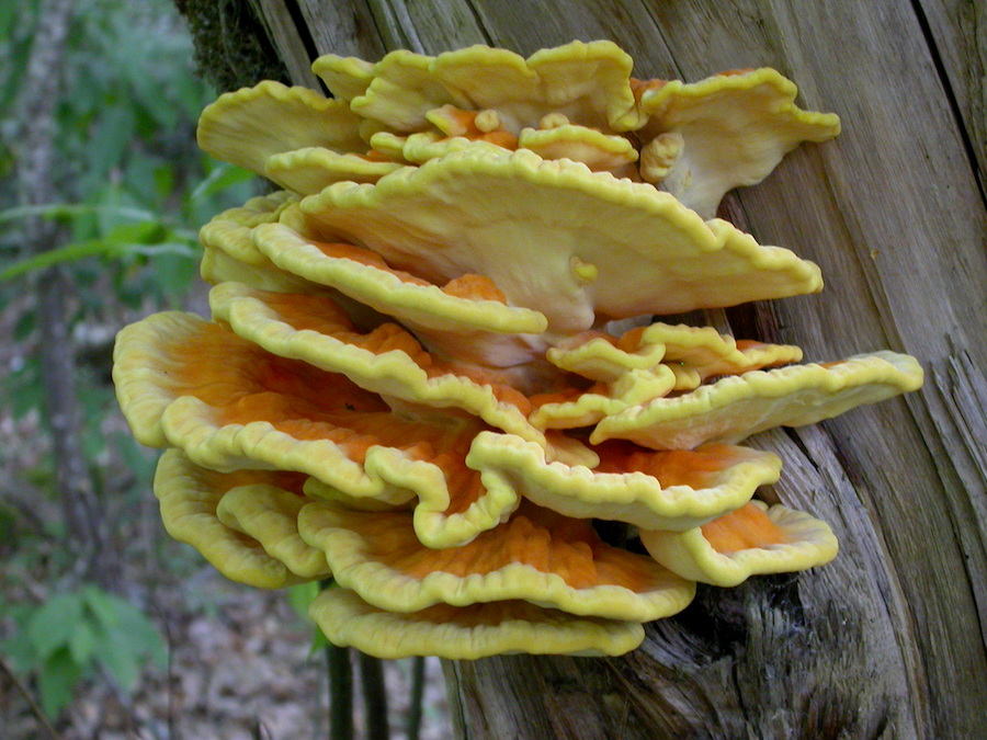 Laetiporus sulphureus.jpg