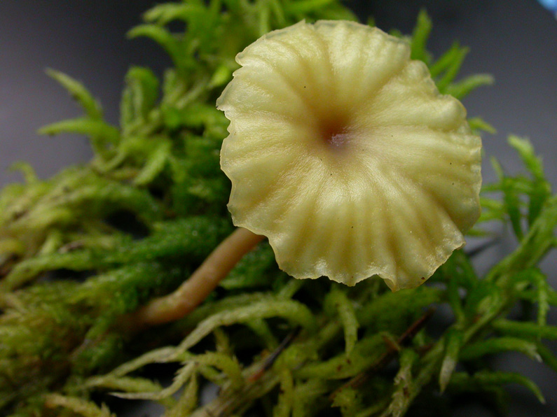 Gerronema-ericetorum-1.jpg