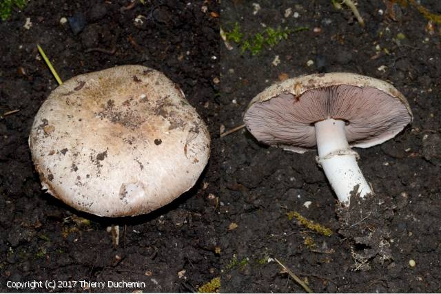 Agaricus bisporus (Agaricus_bisporus_2017_td_1.jpg)