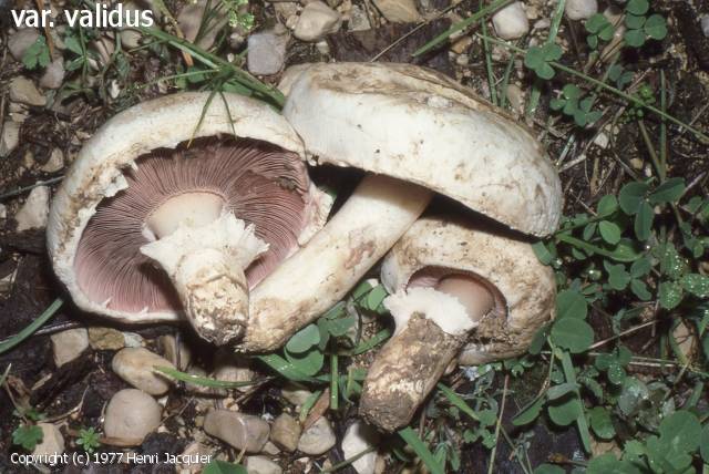 Agaricus bitorquis (Agaricus_bitorquis_1977_hj_1.jpg)