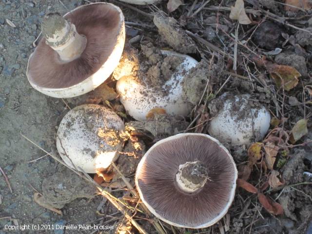 Agaricus bitorquis (Agaricus_bitorquis_2011_dp_2.jpg)