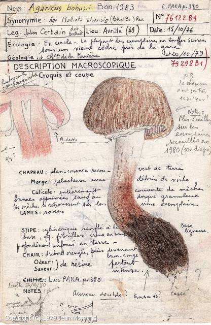Agaricus bohusii (Agaricus_bohusii_1979_jm_1.jpg)