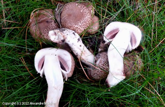 Agaricus bohusii (Agaricus_bohusii_2012_am_1.jpg)