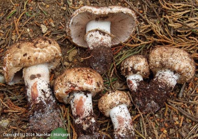Agaricus boisseletii (Agaricus_boisseletii_2014_jm_1.jpg)