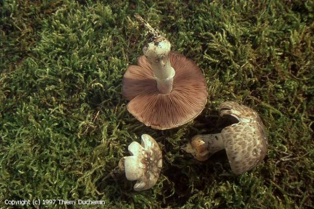 Agaricus bresadolanus (Agaricus_bresadolanus_1997_td_1.jpg)
