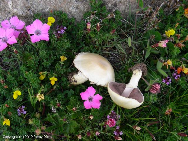 Agaricus huijsmanii (Agaricus_huijsmanii_2012_rp_2.jpg)