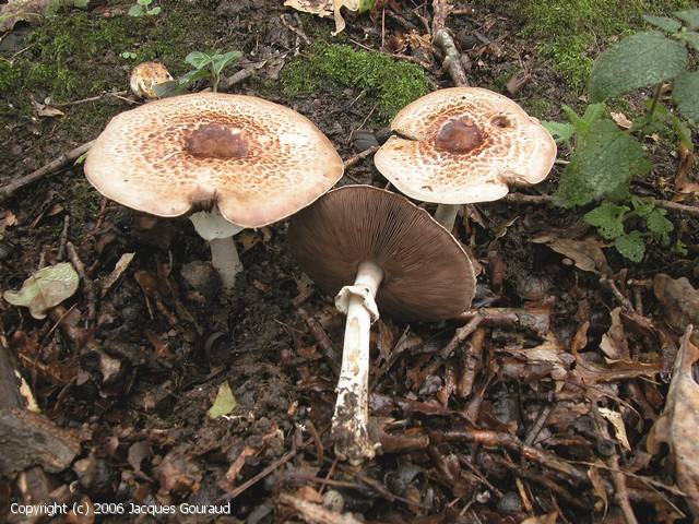 Agaricus impudicus (Agaricus_impudicus_2006_jg_1.jpg)
