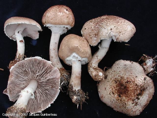 Agaricus impudicus (Agaricus_impudicus_2007_jg_1.jpg)
