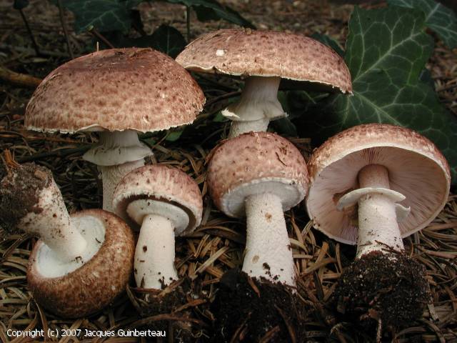 Agaricus impudicus (Agaricus_impudicus_2007_jg_2.jpg)