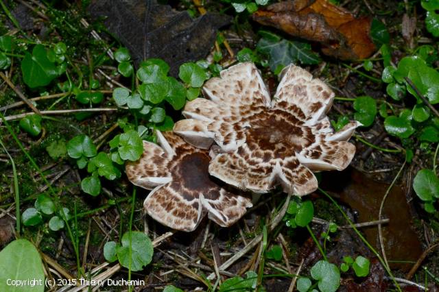 Agaricus impudicus (Agaricus_impudicus_2015_td_1.jpg)