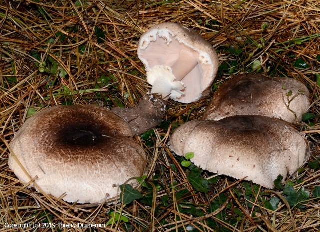 Agaricus impudicus (Agaricus_impudicus_2019_td_1.jpg)